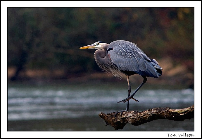 Heron Surveys the River