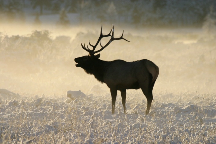 Early Morn Elk