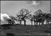 B&W Trees