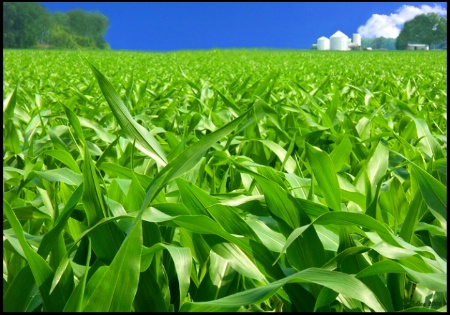 Cornfields