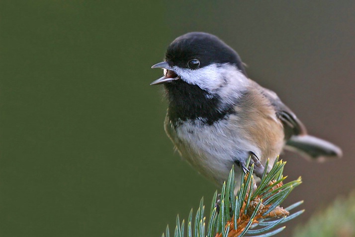 Songbird - ID: 3043927 © Janine Russell