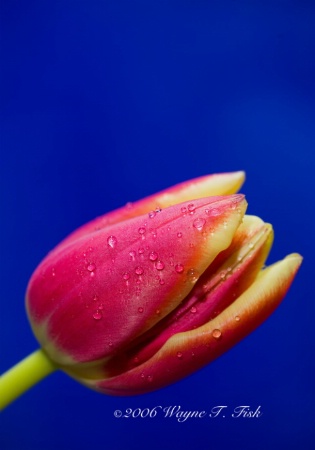 Lone Tulip