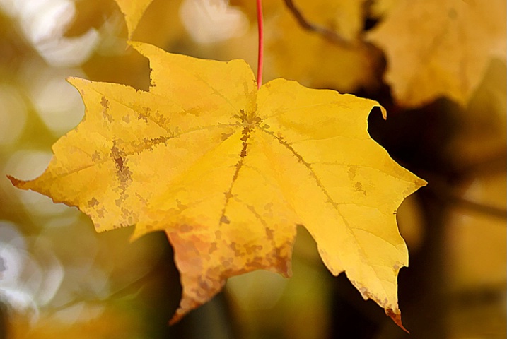 Golden Maple - ID: 3046833 © Laurie Daily