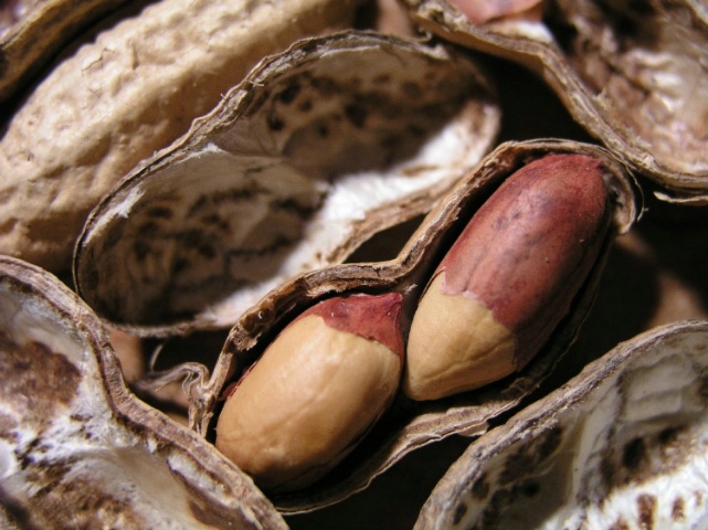 In a nut shell
