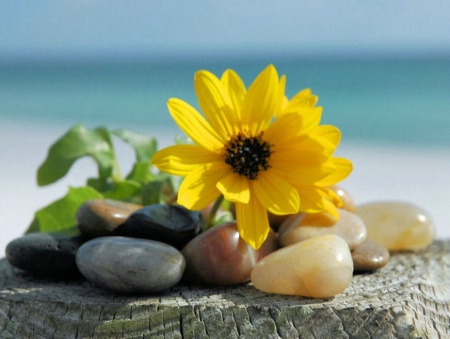 Beach Flower