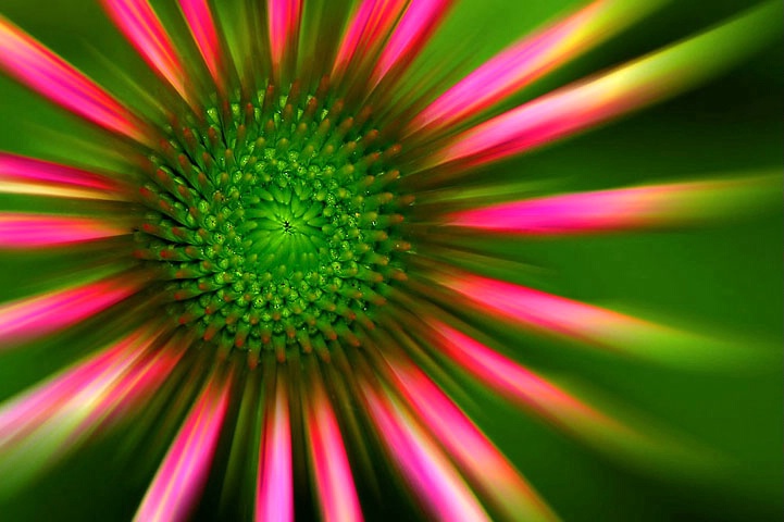 cone flower zoom
