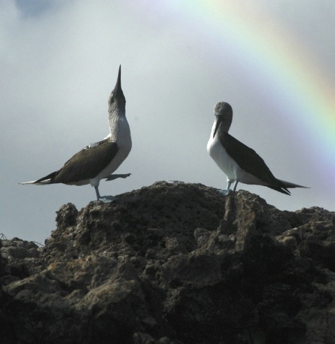 Mating dance of the blue footed booby