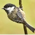 2Black Capped Chickadee - ID: 3051575 © John Tubbs