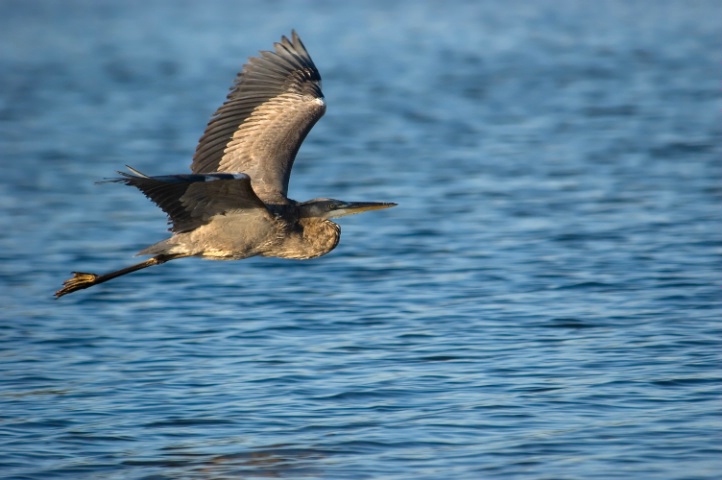 Great Blue Heron in flight