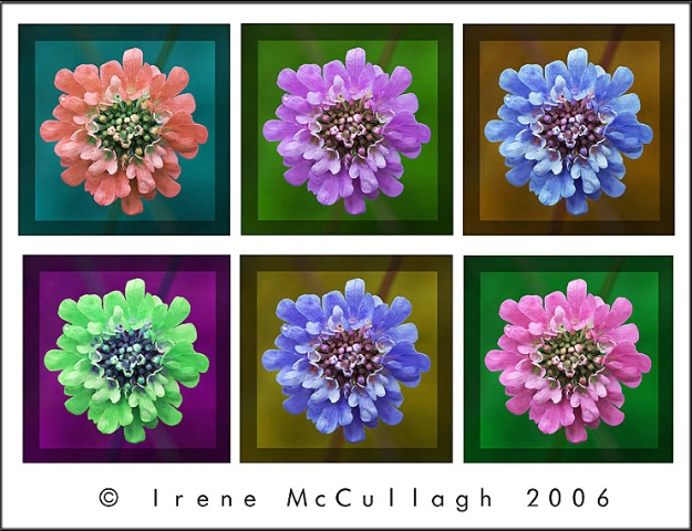 6-Up Flower Composition