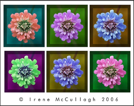 6-Up Flower Composition