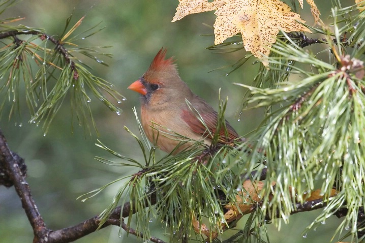 Young Female Cardinal - ID: 3058368 © Richard S. Young