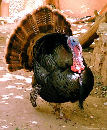 Turkey before