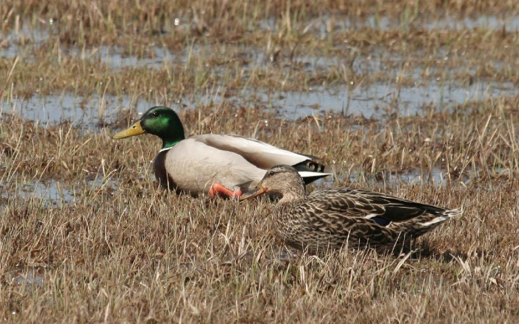 Afternoon Courtship