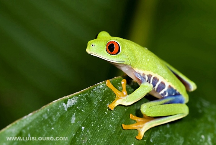 Red-Eye-Tree-Frog