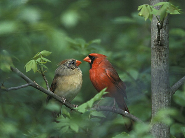 Cardinal Couple on a Branch - ID: 3062129 © Denise Dupras