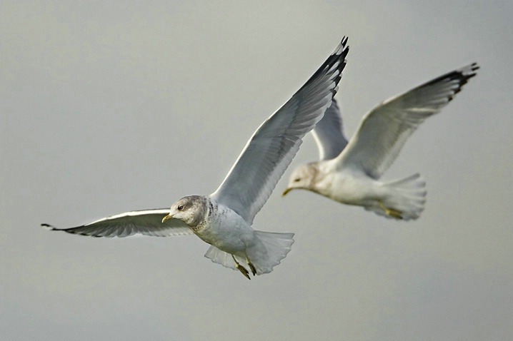 Mew Gulls in Flight - ID: 3062945 © John Tubbs