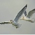 2Mew Gulls in Flight - ID: 3062945 © John Tubbs