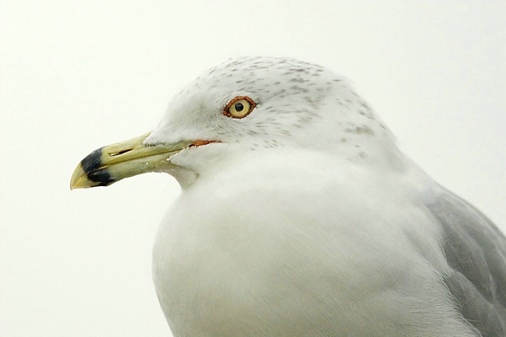 Ring-Billed Gull Headshot - ID: 3064639 © John Tubbs