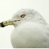 2Ring-Billed Gull Headshot - ID: 3064639 © John Tubbs