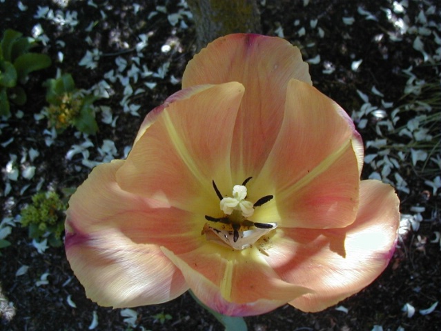 Last Tulip