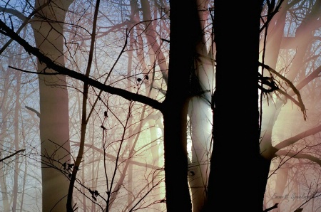 Golden Fog  