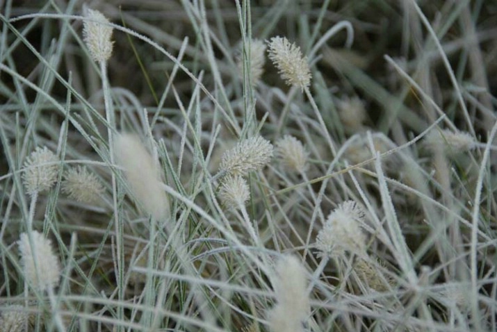 Grasses