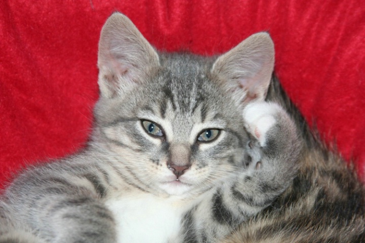 The pose