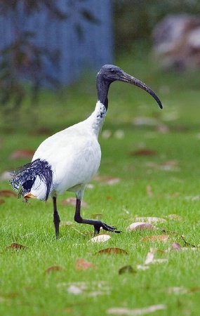 Australian White Ibis 