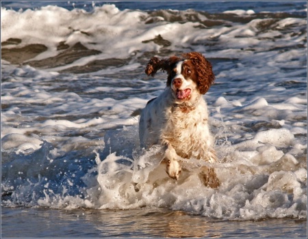 Fun In The Surf