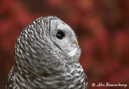 Autumn Gaze