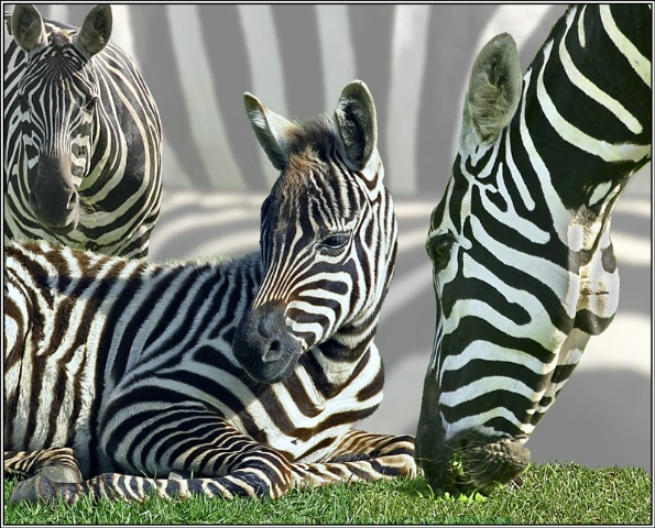 The zebra's