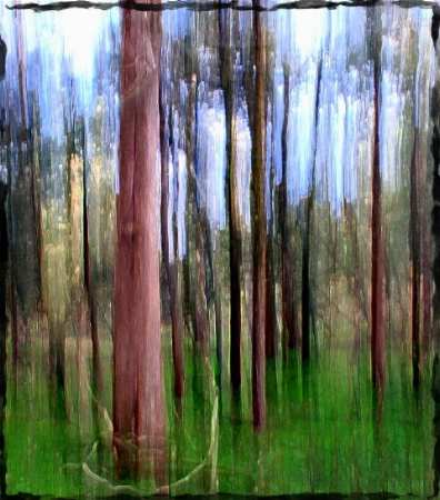 Among Tall Cedars