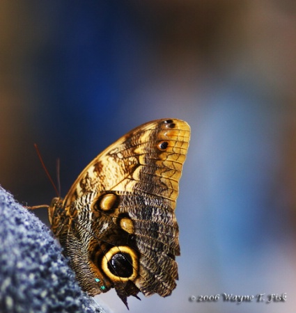 Battered Butterfly