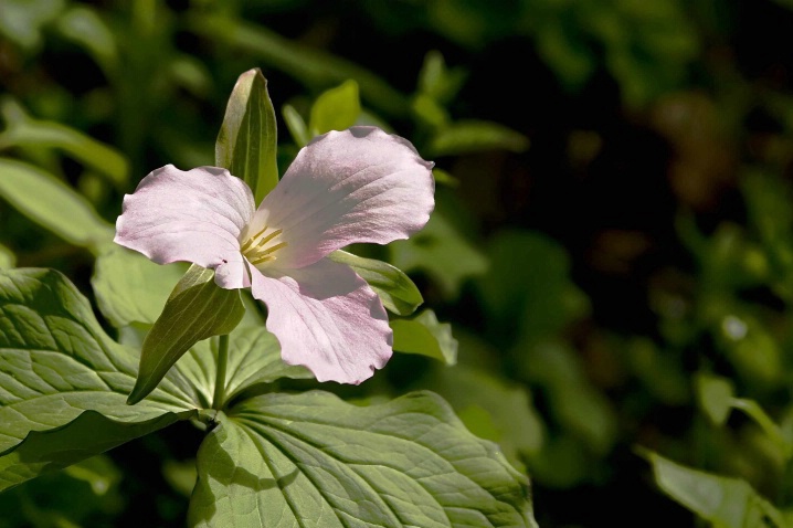 Trillium - ID: 3071633 © John Singleton