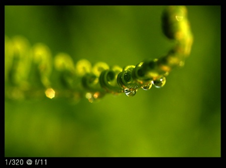 morning dew 2