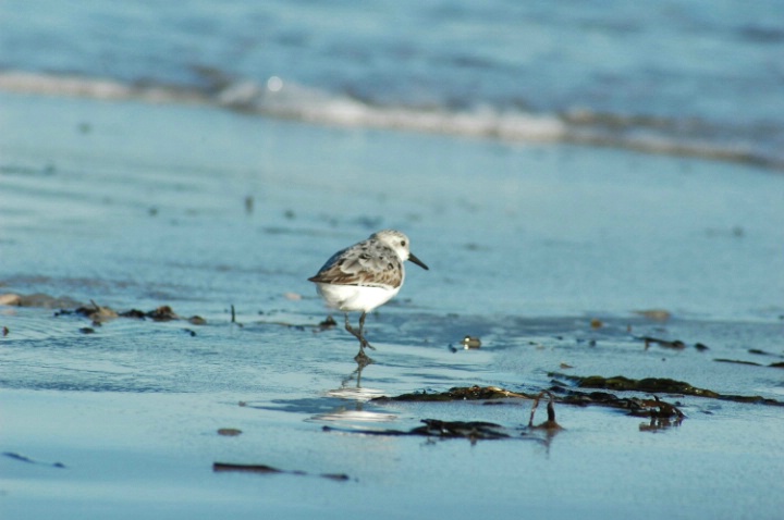 Sandpiper   WL 109 - ID: 3073319 © Beth E. Higgins