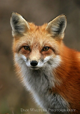 Red Fox