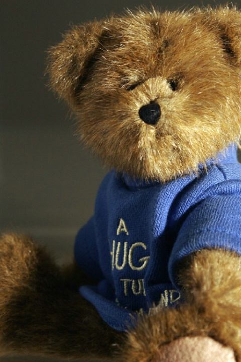 Teddy Beara Portrait 2