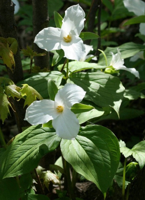 Beauty in the Woods