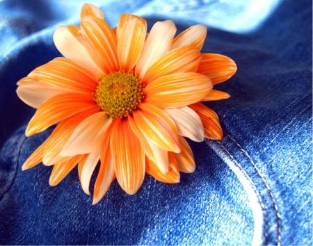 Blue Jeans and Daisies