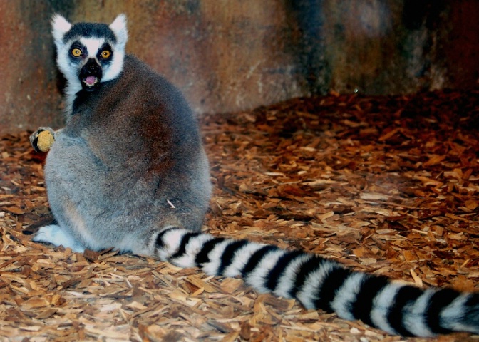 Ring-Tailed