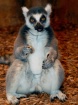 Lemur Fun