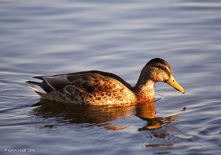 Floating Duck