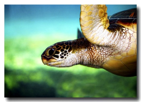 Green Sea Turtle