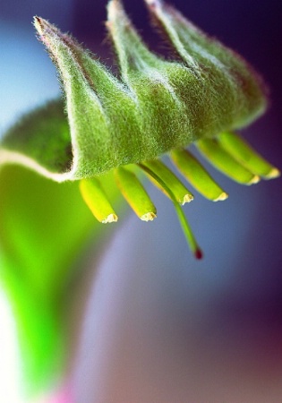 Kangaroo paw 