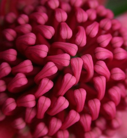 Waratah