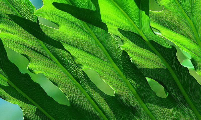 Green Shadow Play