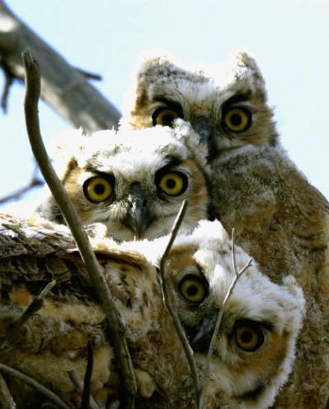 3 wise owls