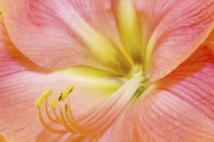 Colorized Amaryllis
